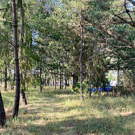 Le terrain arboré de 15 000m²